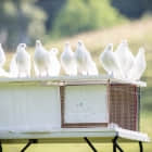 如何在 Ubuntu 环境下搭建邮件服务器（二）