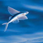 通过 SSH 实现 TCP / IP 隧道（端口转发）：使用 OpenSSH 可能的 8 种场景