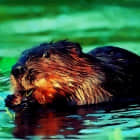 Ubuntu 18.04 LTS 定名为“仿生河狸”，将于明年 4 月 26 日发布