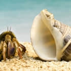 如何列出所有的 Bash Shell 内置命令