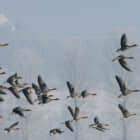 迁移到 Linux：命令行环境