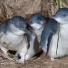 四个 Linux 上的网络信息嗅探工具