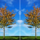 在 Linux 上复制和重命名文件