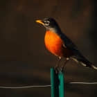 在 Linux 上用 DNS 实现简单的负载均衡