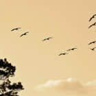 迁移到 Linux：安装软件