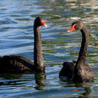 让系统崩溃的黑天鹅分类