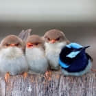 在 Linux 中把用户添加到组的四个方法