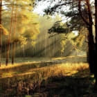 在 Linux 中使用变量