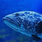 5 个用于在 Linux 终端中查找域名 IP 地址的命令