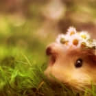 帮助你排序文本文件的 Awk 命令行或脚本