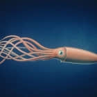 如何使用 Squid 配置 SSH 代理服务器