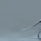 了解一下 Fossil，一个 Git 的替代品