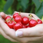 什么是 Git 遴选（cherry-index_imgk）？