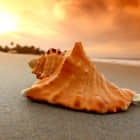 如何在 Bash shell 脚本中解析命令行选项